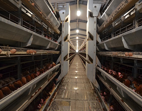 雞舍鋼格柵鋼格板案例